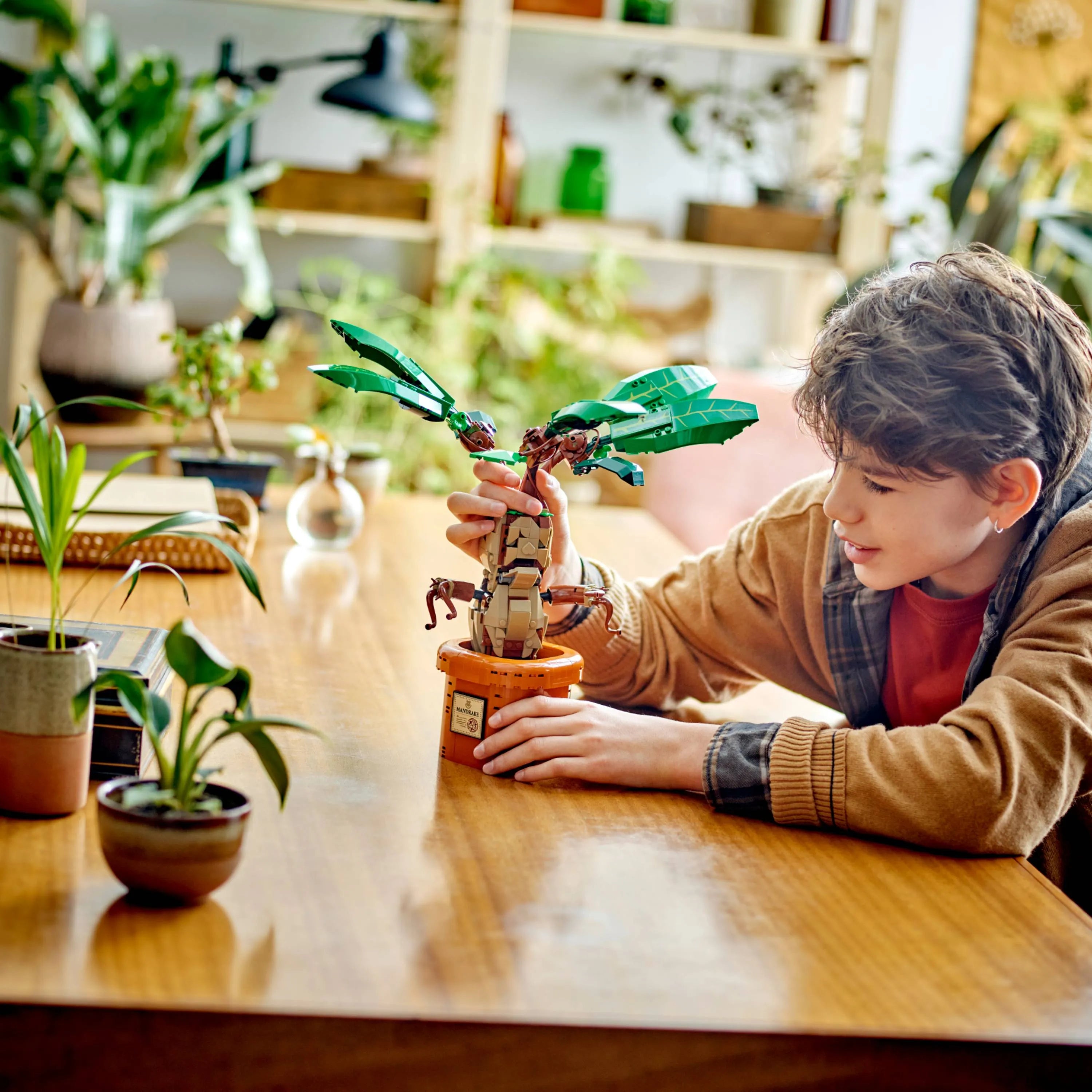 Harry Potter™ - Mandrágora